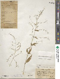 Iresine angustifolia image