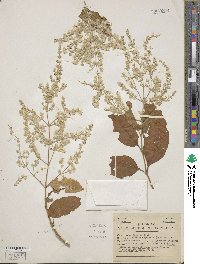 Pedersenia argentata image