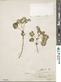 Iresine diffusa f. herbstii image