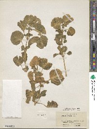 Iresine diffusa f. herbstii image