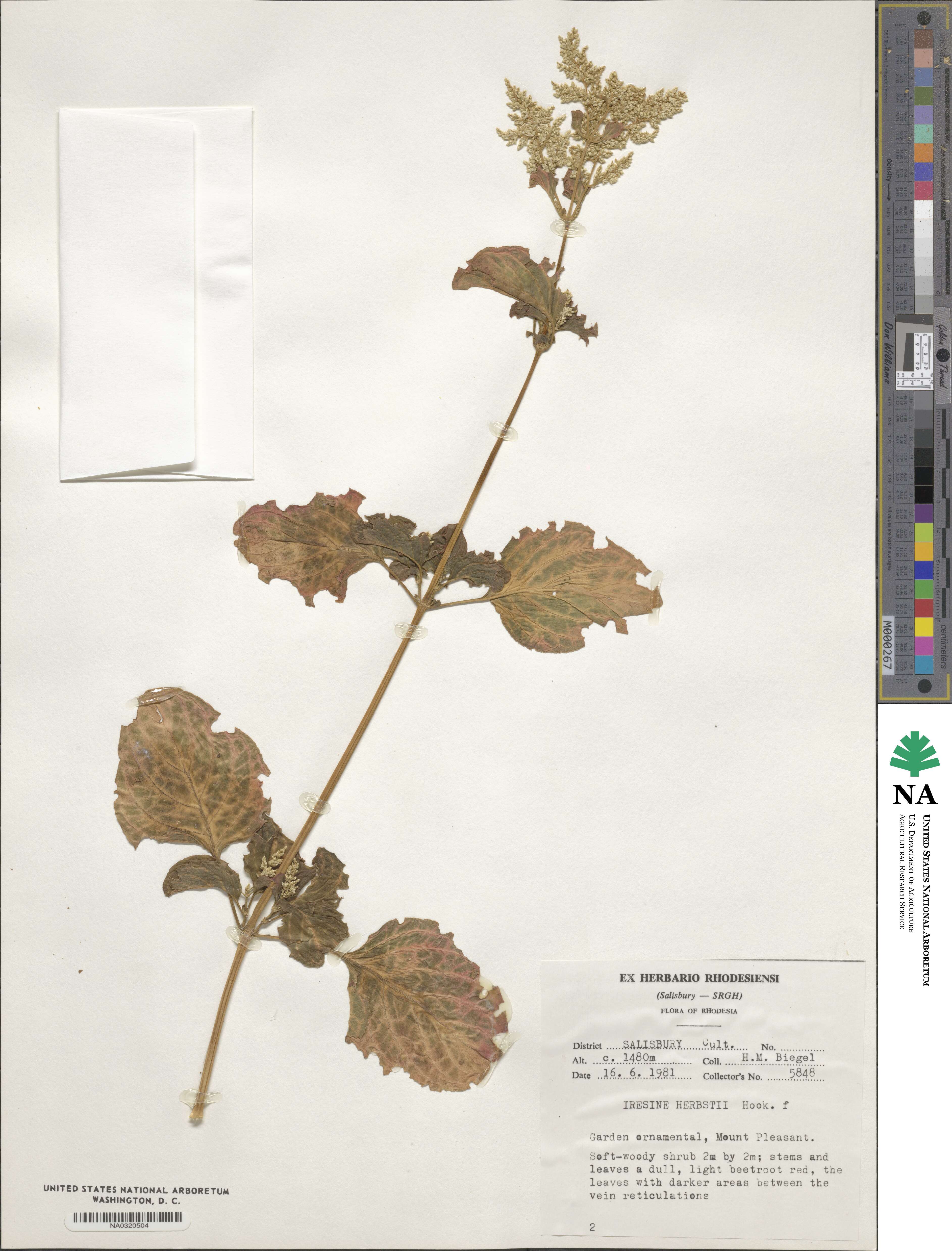 Iresine diffusa f. herbstii image