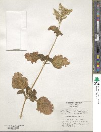 Iresine diffusa f. herbstii image