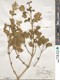 Iresine diffusa f. herbstii image