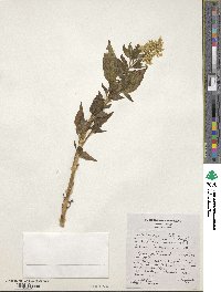 Iresine diffusa f. lindenii image