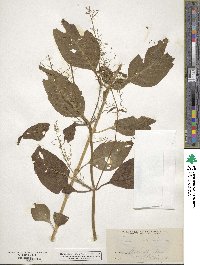 Iresine celosioides image