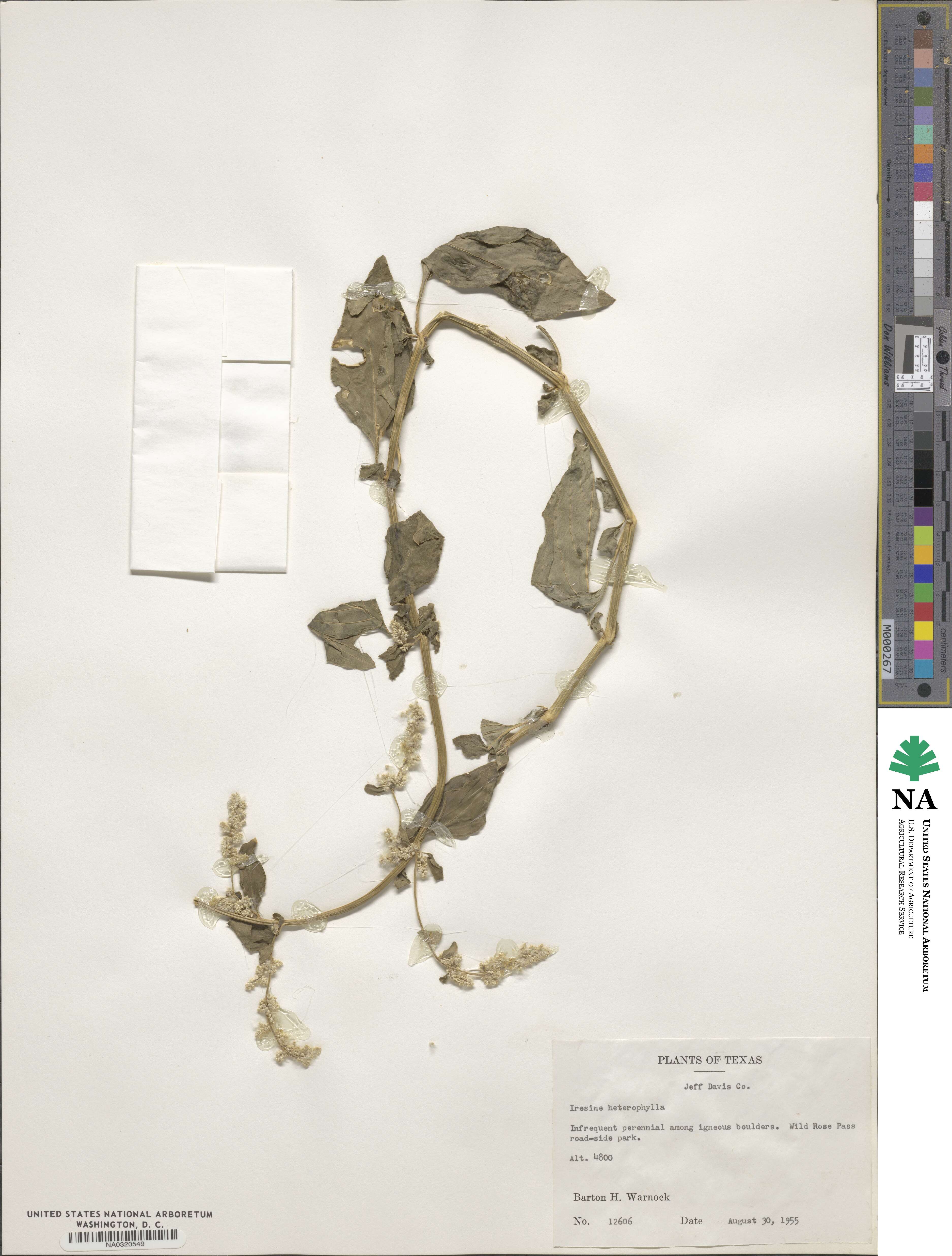 Iresine heterophylla image