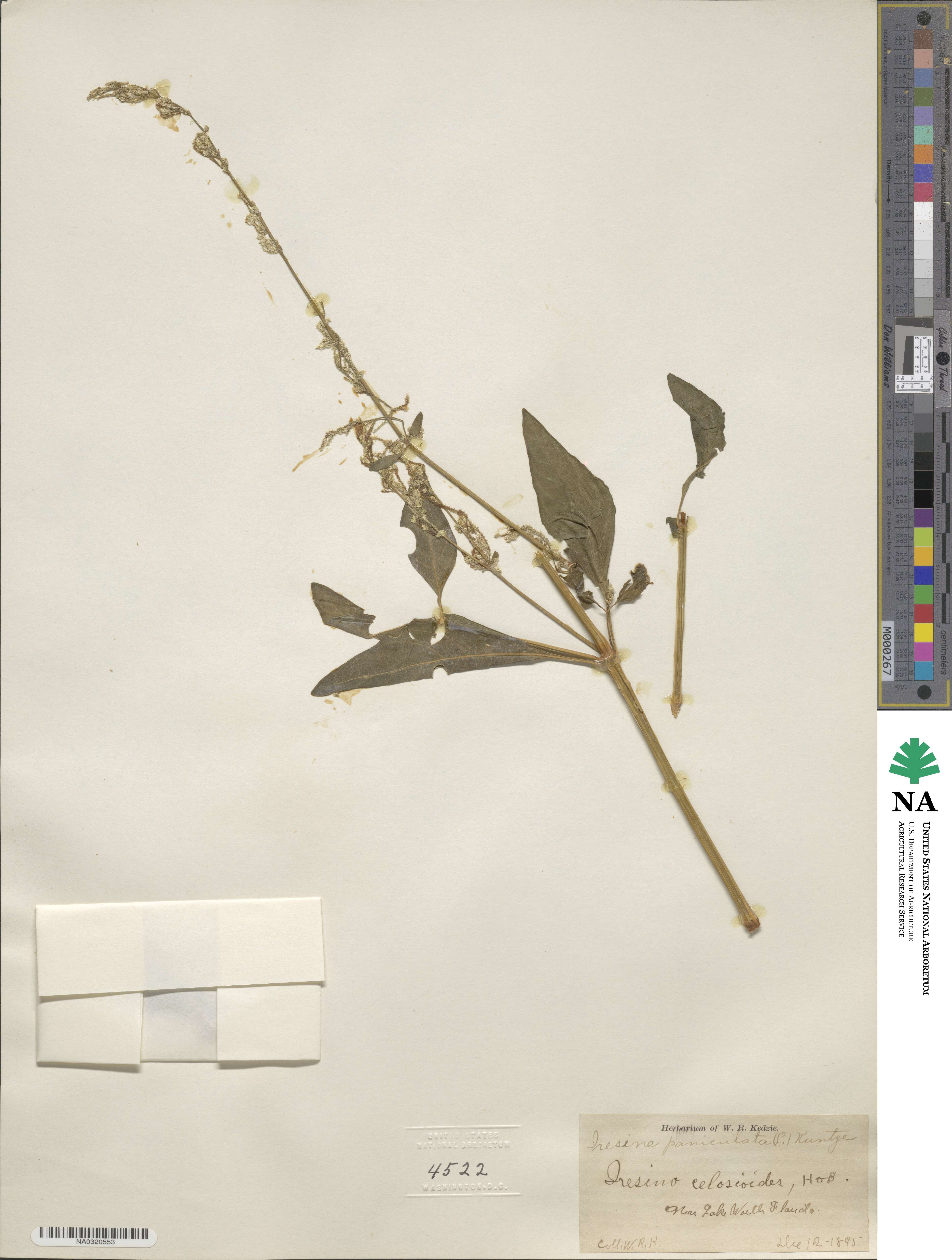 Iresine paniculata image