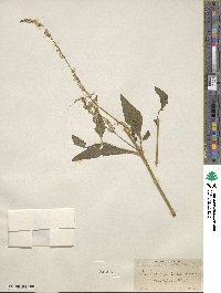 Iresine paniculata image