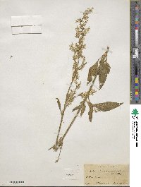 Iresine paniculata image