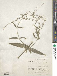 Iresine angustifolia image