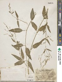 Iresine angustifolia image