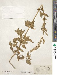 Iresine celosioides image