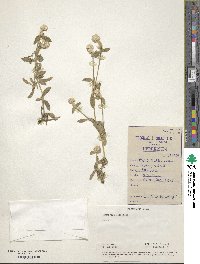 Gomphrena celosioides image