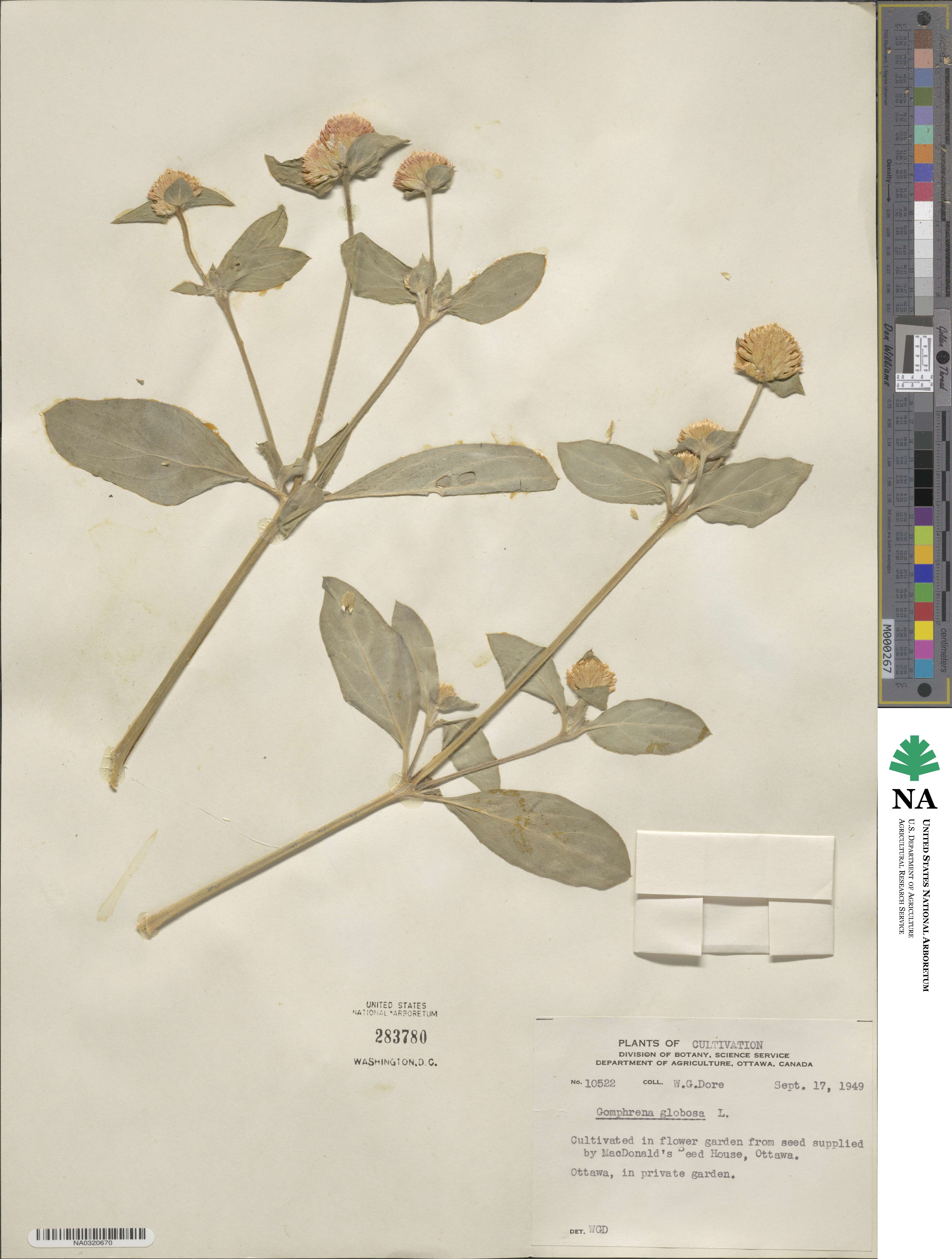 Gomphrena globosa image
