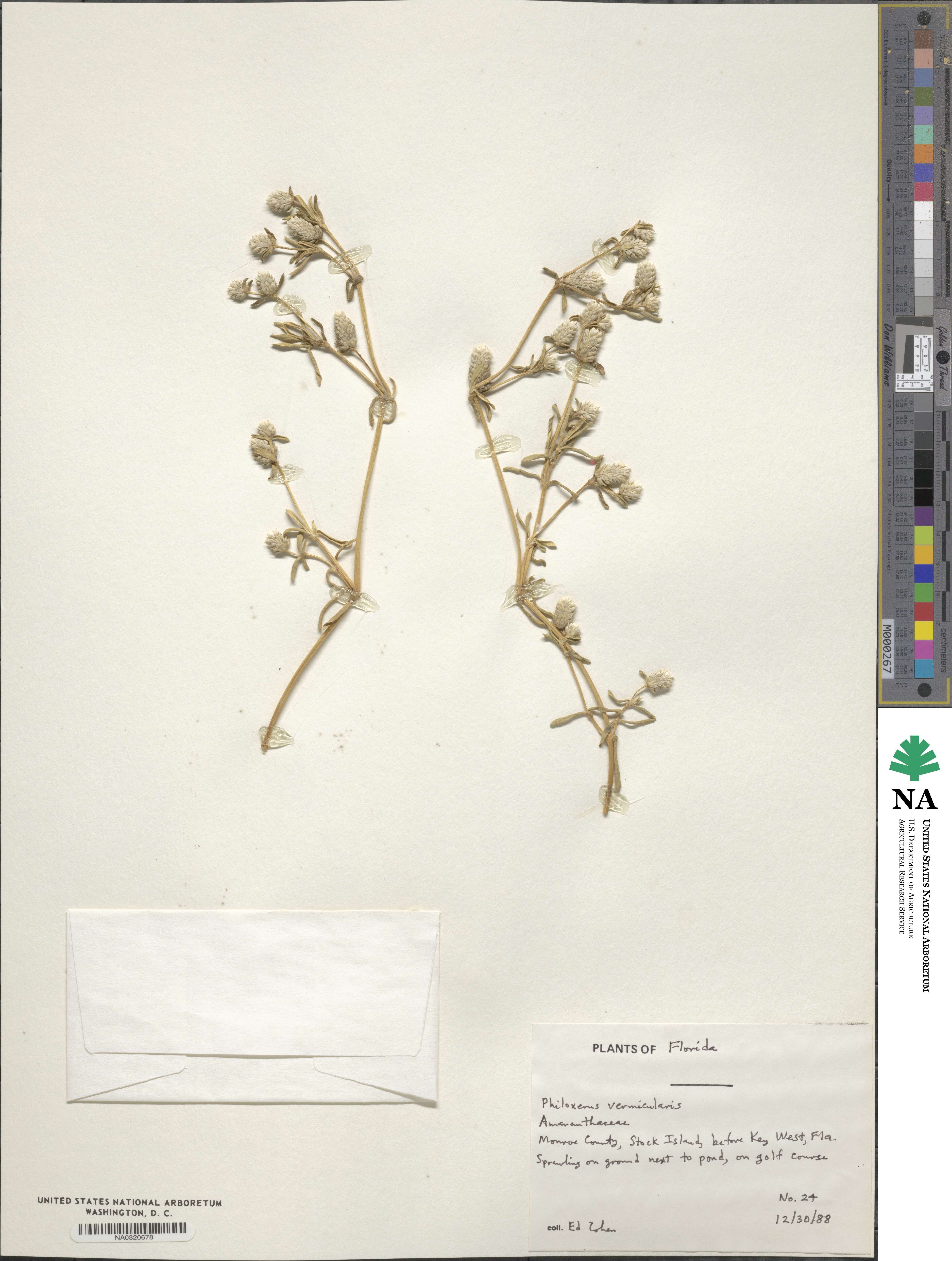 Gomphrena vermicularis image