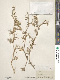 Gomphrena vermicularis image