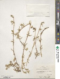 Gomphrena vermicularis image