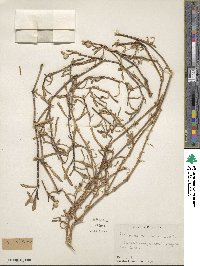 Gomphrena vermicularis image