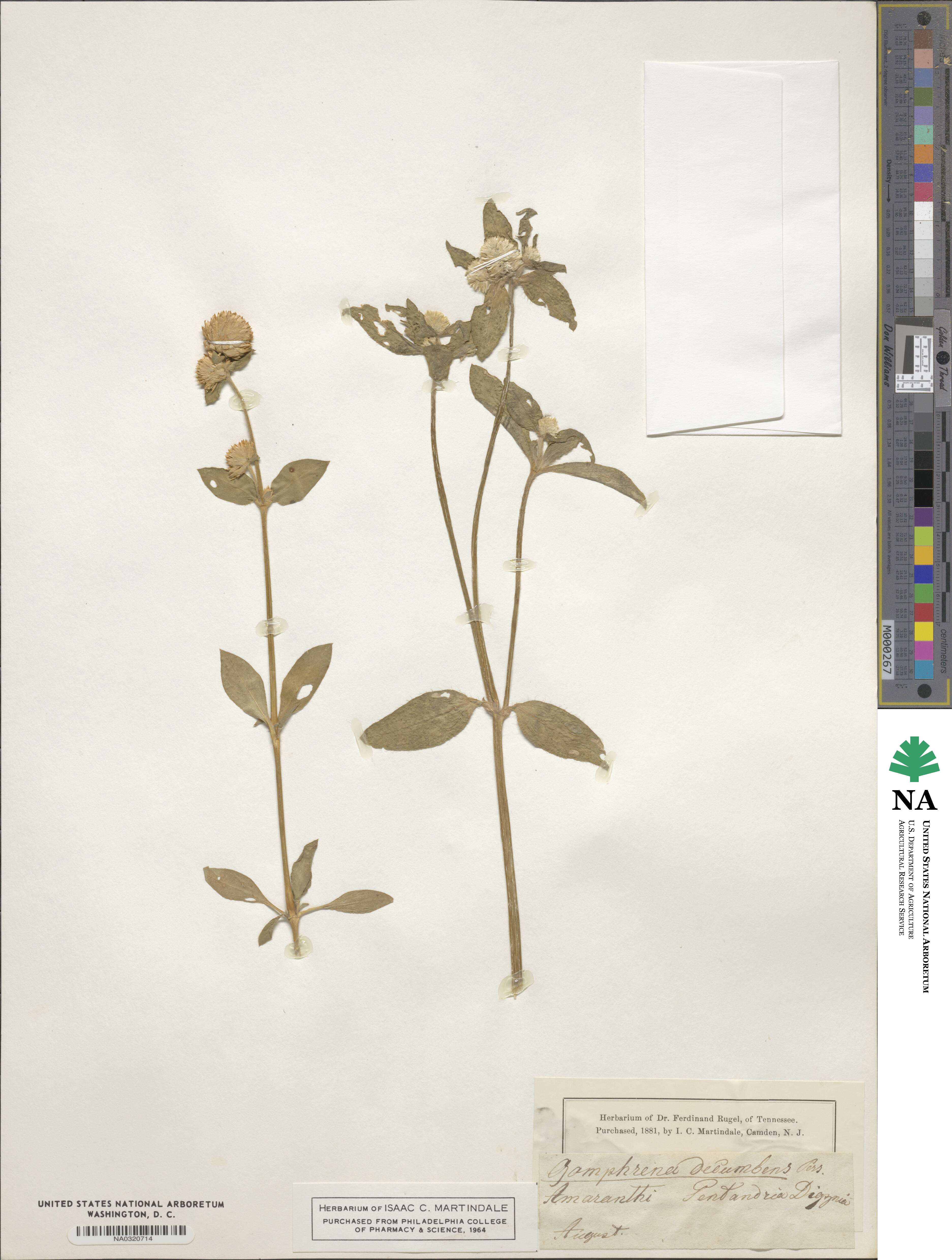 Gomphrena decumbens image