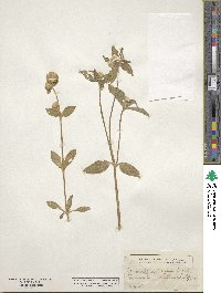 Gomphrena decumbens image