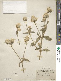 Gomphrena globosa image