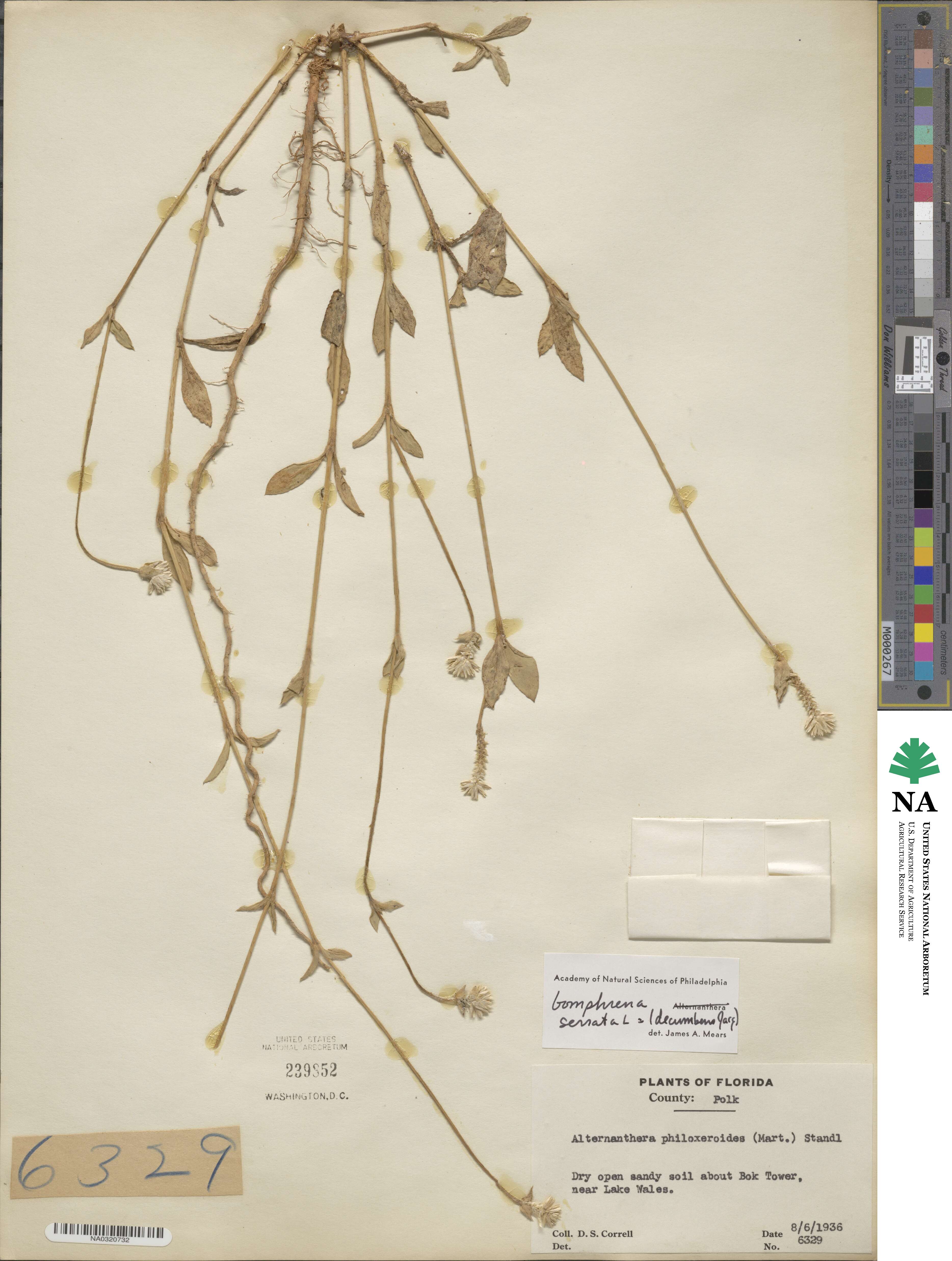 Gomphrena serrata image