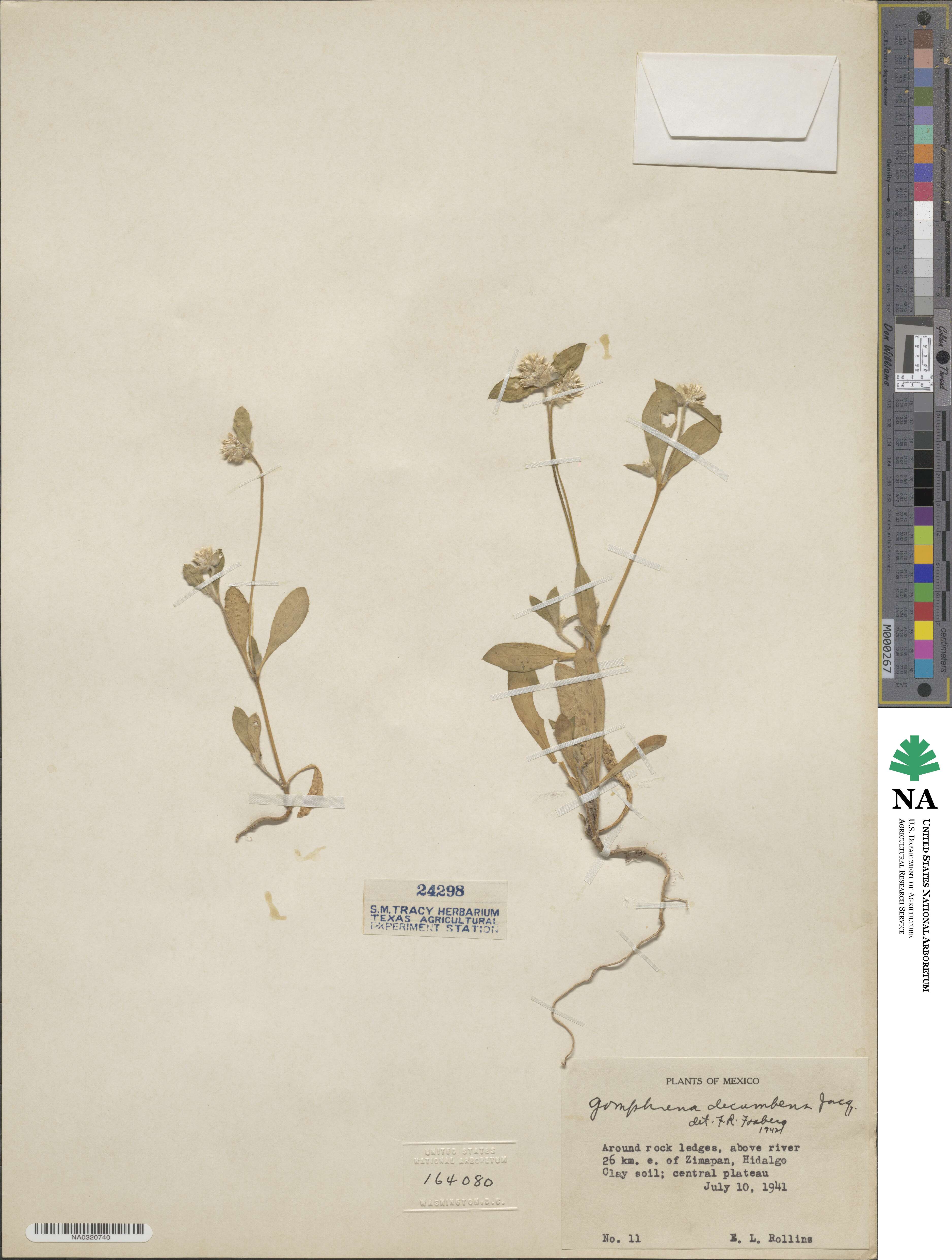 Gomphrena decumbens image