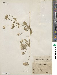 Gomphrena decumbens image