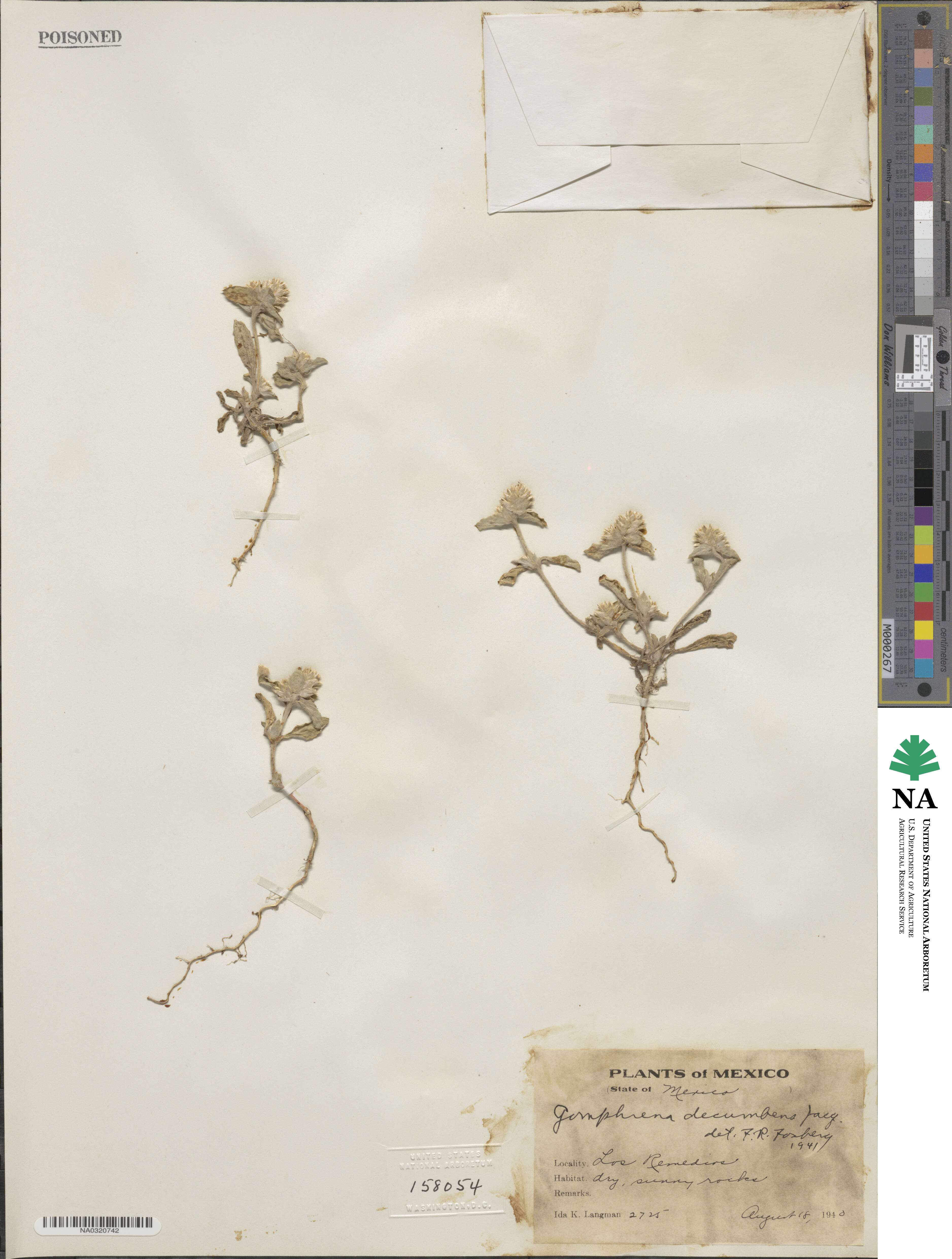 Gomphrena decumbens image