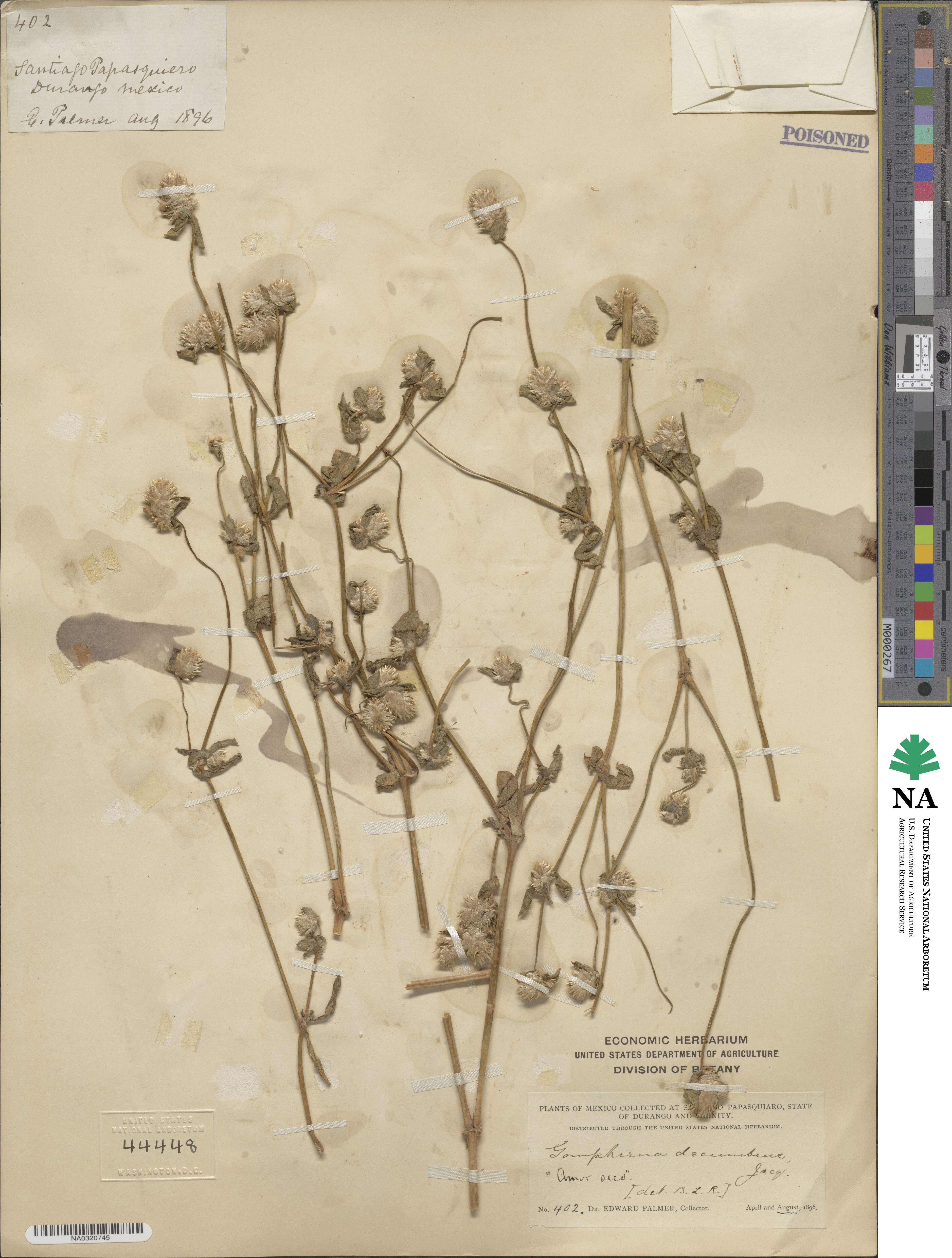 Gomphrena decumbens image