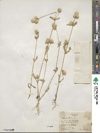 Gomphrena nitida image