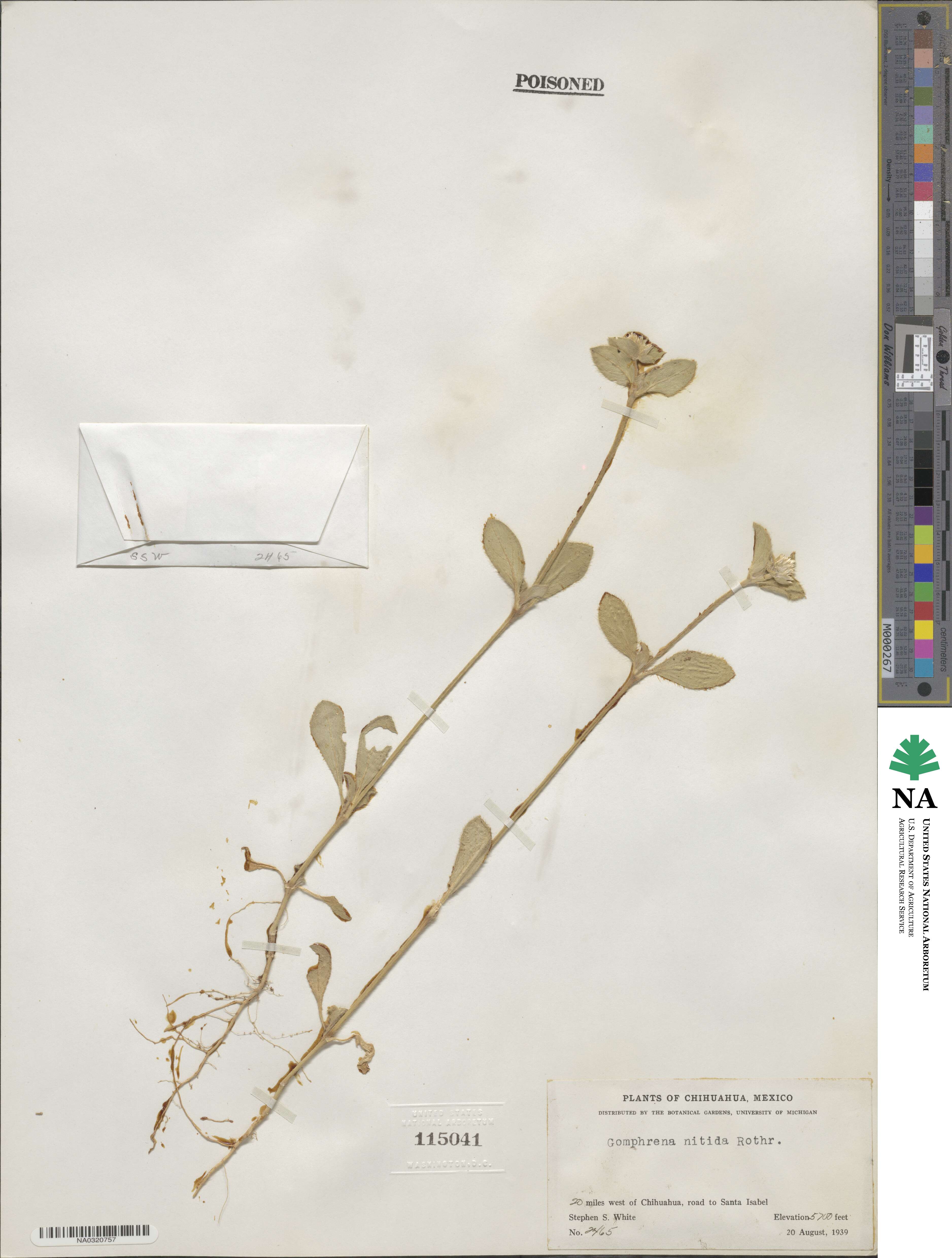 Gomphrena image