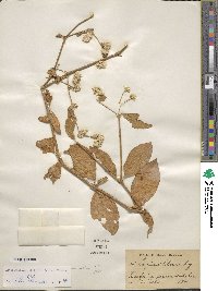 Image of Alternanthera pubiflora