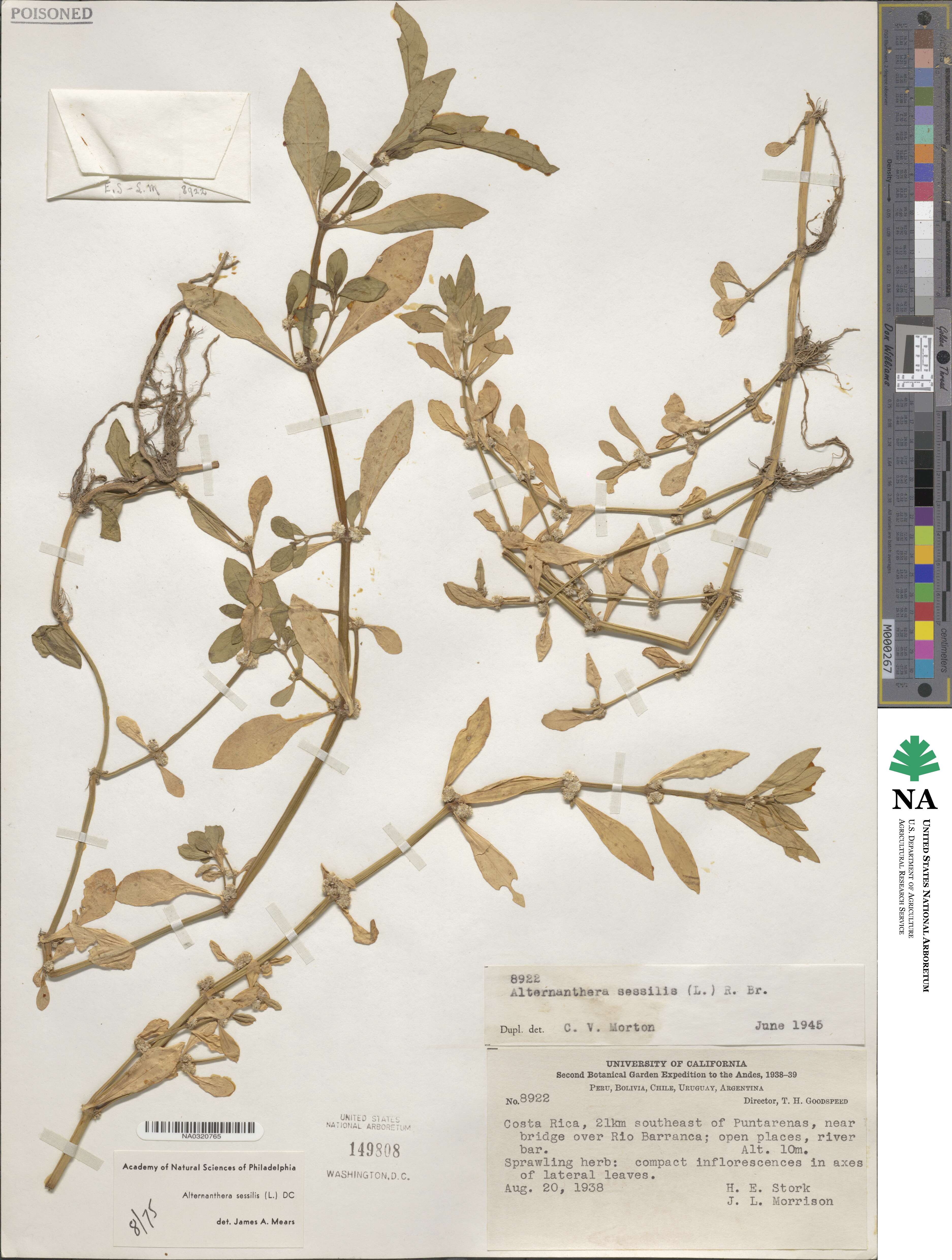 Alternanthera sessilis image