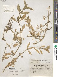 Alternanthera sessilis image