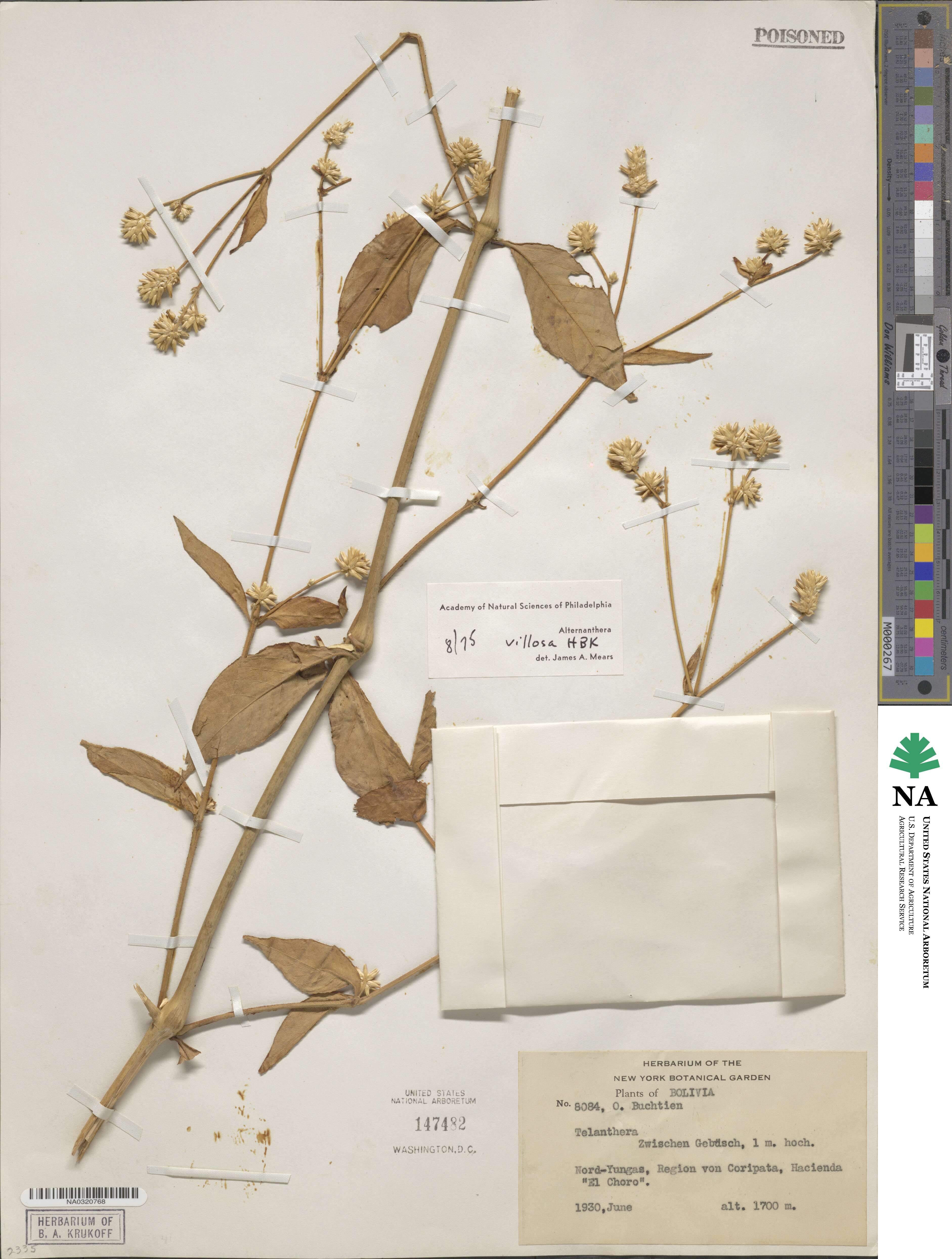 Alternanthera villosa image