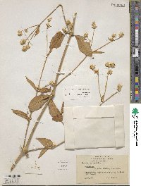 Image of Alternanthera villosa