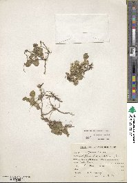 Alternanthera pungens image