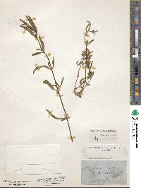 Alternanthera sessilis image