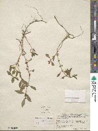 Alternanthera sessilis image