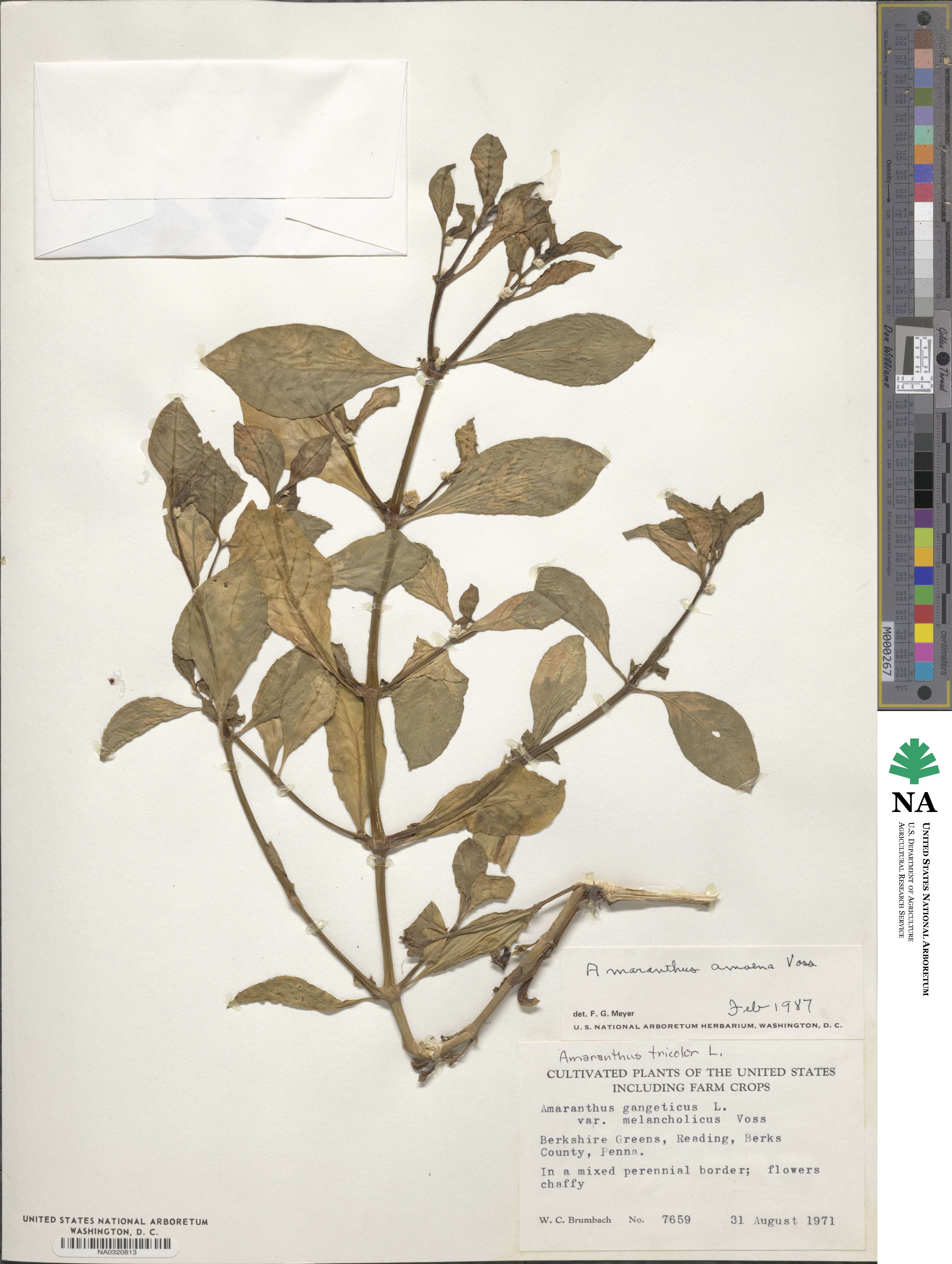 Alternanthera ficoidea var. bettzickiana image