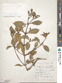 Alternanthera ficoidea image