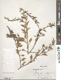 Alternanthera ficoidea var. bettzickiana image