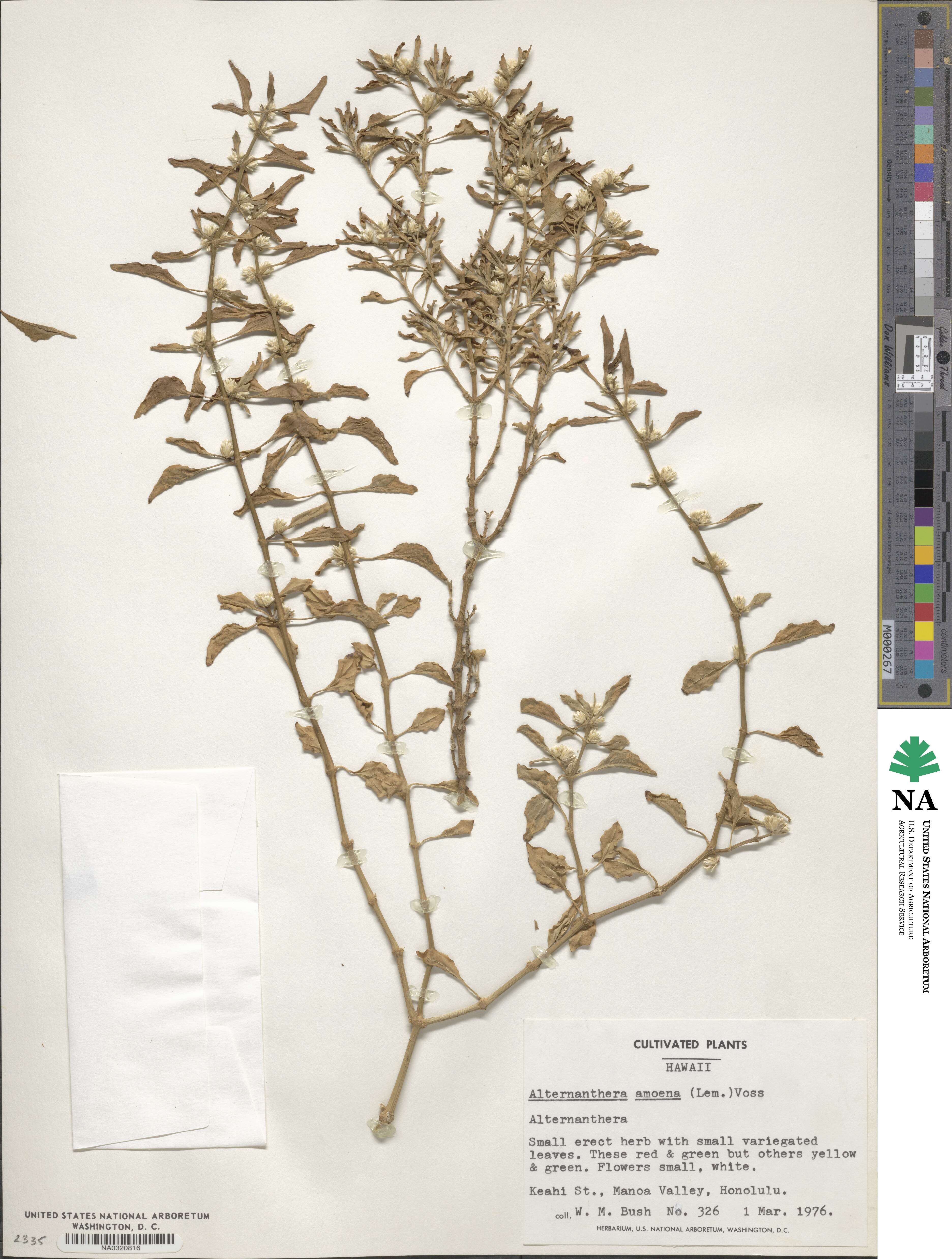 Alternanthera ficoidea var. bettzickiana image