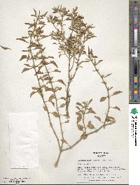 Alternanthera ficoidea image