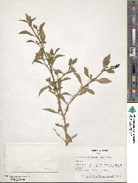 Alternanthera ficoidea image