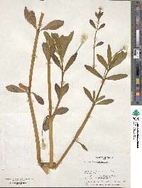 Alternanthera philoxeroides image