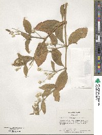 Alternanthera pubiflora image