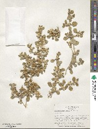 Alternanthera pungens image