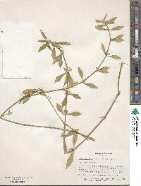 Alternanthera sessilis image